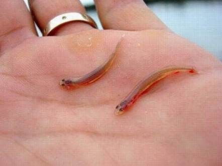 Ikan Kecil Penghisap Darah!! [ www.BlogApaAja.com ]